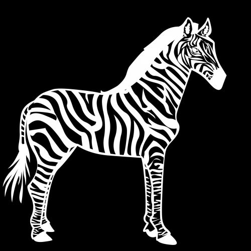 Piešimas,  Balta,  Zebra,  Izoliuotas,  Juoda,  Arkliai,  Fonas,  Gyvūnas,  Laukiniai,  Animacinis Filmas,  Afrika,  Figūra,  Tonas,  Juostelės,  Balta Zebra