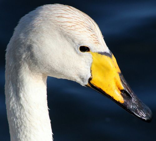 Whooper Gulbis, Paukštis, Vanduo, Gamta, Lauke, Gražus, Makro, Iš Arti