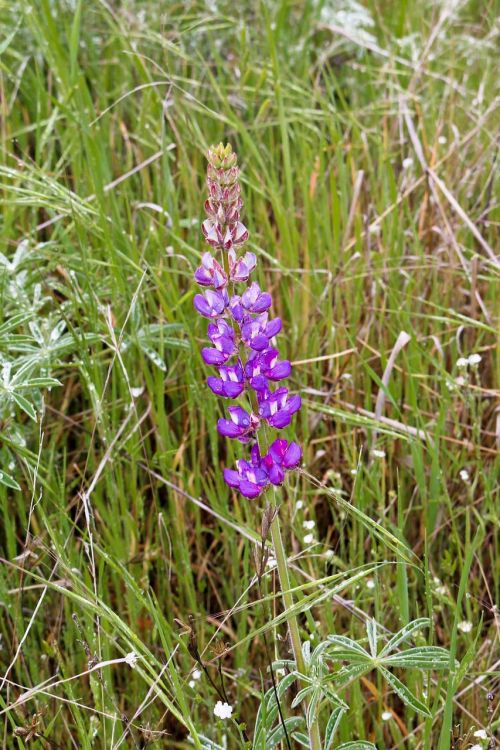 Laukiniai, Gėlė, Wildfower, Laukinės Gėlės, Augalas, Pavasaris, Gamta, Pieva, Žalias, Laukas, Žolė, Flora, Žiedas, Gėlių Sritis, Šviežias, Botanika, Žydi, Augti, Aplinka, Pavasario Gėlė, Violetinė, Mėlynas, Lupinas, Žydėjimas, Žydėti, Stiebas, Botanikos, Ramus