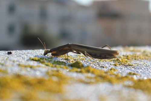 Laukinių,  Pobūdį,  Re,  Vabzdys,  Gyvūnijos,  Gyvūnas,  Lauko,  Trapus,  Mažas,  Meldžiasi Mantis