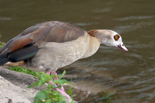 Laukiniai, Nilgans, Widgans, Upė