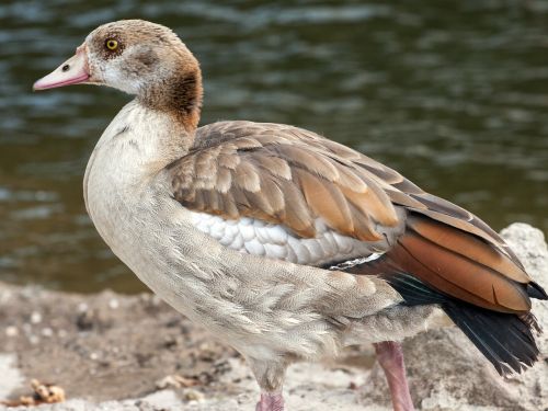 Laukiniai, Nilgans, Widgans, Upė