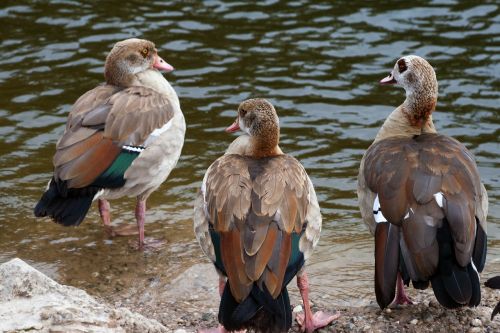 Laukiniai, Nilgans, Widgans, Upė