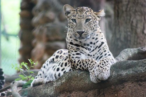 Laukiniai,  Laukinė Gamta,  Leopardas,  Gyvūnas,  Mėsėdis,  Safari,  Zoologijos Sodas,  Žinduolis,  Katė,  Žiūri,  Džiunglės,  Baltas Leopardas,  Balta