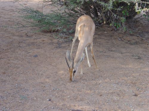 Laukiniai Gyvūnai, Gazelle Dionas, Džibutis, Afrika