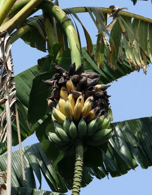 Laukinis Bananas, Musa Acuminata, Prinokę, Supuvę, Neardomas, Sumuštas, Indija