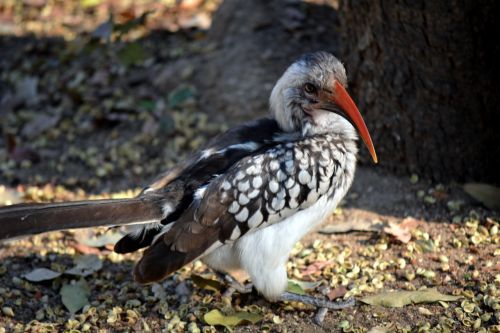 Raudonasis Snapas, Laukinis Paukštis, Gamta, Kruger Parkas, Pietų Afrika