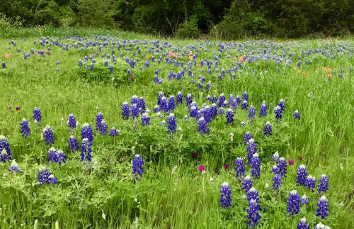 Bluebonnets,  Laukinės Vasaros Spalvos,  Gėlė,  Texas,  Laukiniai Bluebonnets