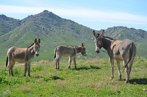 Laukinių Burros,  Kalnų Ganyklos,  Žinduolis,  Gyvūnas,  Hayfield,  Žolė,  Gamta