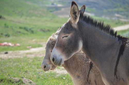 Laukinių Burros,  Gyvūnas,  Žinduolis,  Žolė,  Pobūdį,  Gyvūnijos