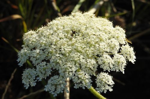 Laukiniai Morkos, Augalas, Pievų Augalai, Umbelliferae, Daucus Carota