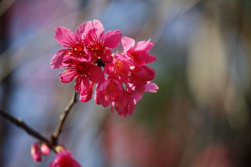 Laukiniai Vyšnios Žiedlapiai, Hua Xie, Rožinės Gėlės