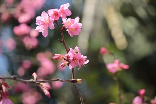 Laukiniai Vyšnios Žiedlapiai, Hua Xie, Bitės Renka Nektarą