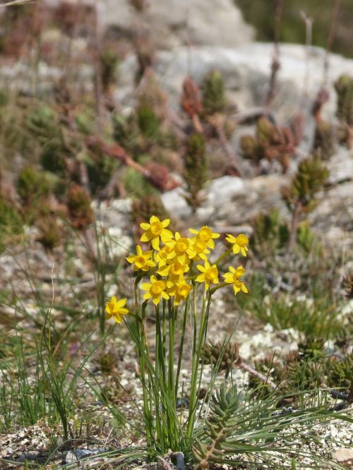 Laukiniai Narcizai, Laukinė Gėlė, Pavasaris, Geltona