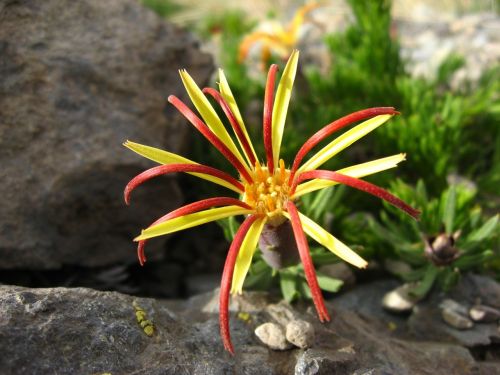 Laukinė Flora, Gimtoji Gėlė, Lircay, Mutisia Linearifolia, Gvazdikų Laukas