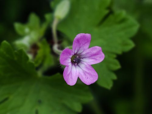 Laukinė Gėlė, Rožinis, Augalas, Pavasaris, Gamta, Pieva, Žiedas, Flora, Kipras