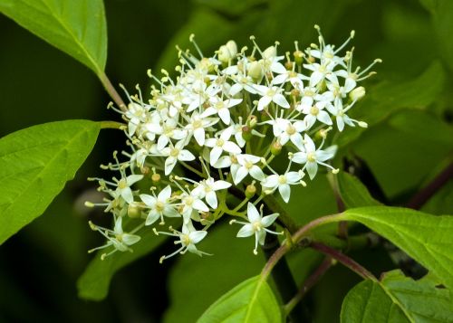 Laukinė Gėlė, Žalias, Balta, Laukinis Augalas, Flora, Miškas, Pieva, Žydi, Gamta, Iš Arti