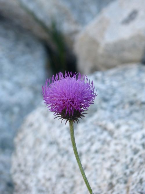 Laukinė Gėlė, Akmenys, Grožis, Pyrenee Catalunya