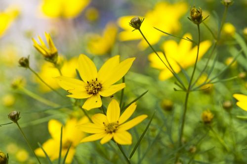 Laukinė Gėlė, Gėlė, Pavasaris, Gamta, Gėlių, Žalias, Sodas, Žydėti, Natūralus, Flora, Kraštovaizdis, Lauke, Aplinka, Wildflower, Geltona, Laukas, Vasara, Augalas, Žiedas