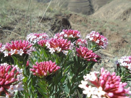Laukinės Gėlės, Losio Plokščiakalnis, Jei Donas
