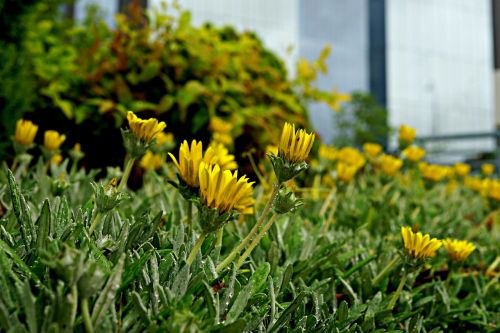 Laukinės Gėlės, Sodinimas Kelyje, Flora, Daugiametis, Roadflower, Botanikos