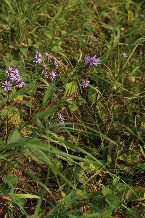 Laukiniai,  Gėlės,  Violetinė,  Laukinės Gėlės Violetinė