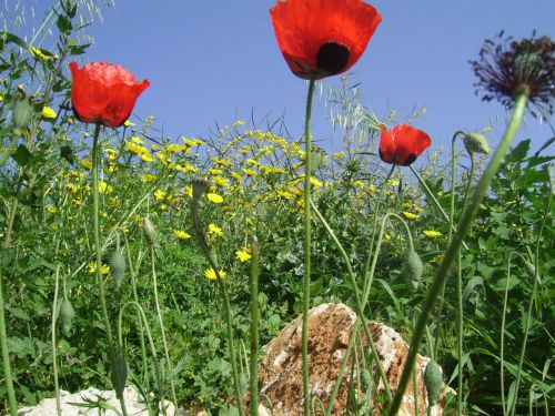 Laukiniai,  Gėlės,  Gamta,  Izraelis,  Laukinės Gėlės