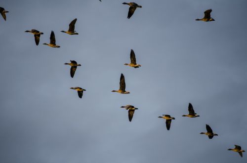 Laukiniai Žąsys, Migruojantys Paukščiai, Paukščių Migracija