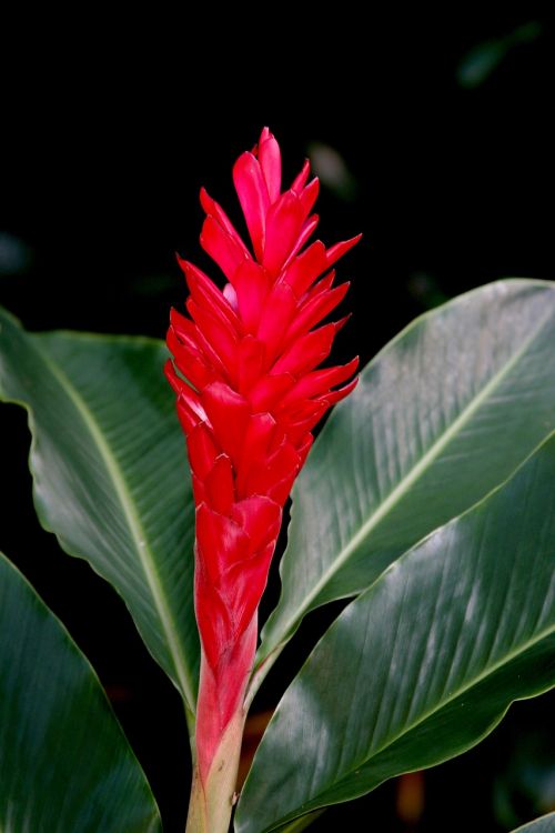 Laukinis Imbieras, Hawaii, Atogrąžų, Gėlė, Raudona, Augalas, Gamta