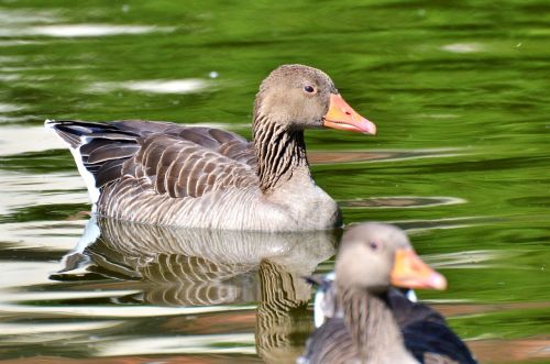 Laukiniai Žąsys, Žąsis, Paukštis, Vandens Paukštis, Naminiai Paukščiai, Plaukti, Tvenkinys, Vanduo, Gyvūnas, Gamta, Plumėjimas