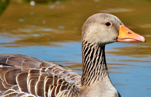 Laukiniai Žąsys, Žąsis, Paukštis, Vandens Paukštis, Naminiai Paukščiai, Plaukti, Tvenkinys, Vanduo, Gyvūnas, Gamta, Plumėjimas