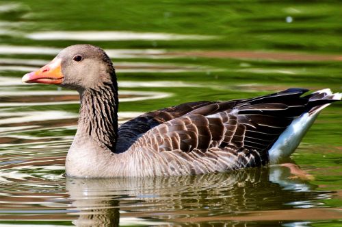 Laukiniai Žąsys, Žąsis, Paukštis, Vandens Paukštis, Naminiai Paukščiai, Plaukti, Tvenkinys, Vanduo, Gyvūnas, Gamta, Plumėjimas