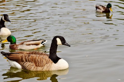 Laukiniai Žąsys, Žąsis, Paukštis, Vandens Paukštis, Naminiai Paukščiai, Plaukti, Tvenkinys, Vanduo, Gyvūnas, Gamta, Plumėjimas