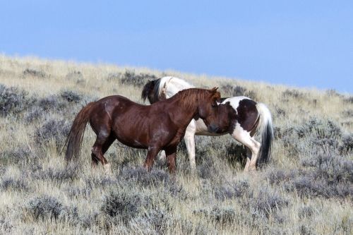Laukiniai Arkliai, Laukiniai Mustangai, Mustangas, Arkliai, Amerikietiški Laukiniai Arkliai