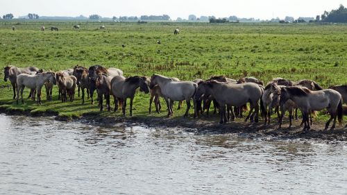 Laukiniai Arkliai, Arklių Bandas, Gamtos Rezervatas, Saugoma Gamta, Saugoma Gamtos Zona, Lauwersmeer, Bandas