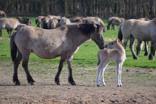Laukiniai Arkliai,  Kumelė Ir Kumelė,  Dülmen Germany,  Be Honoraro Mokesčio