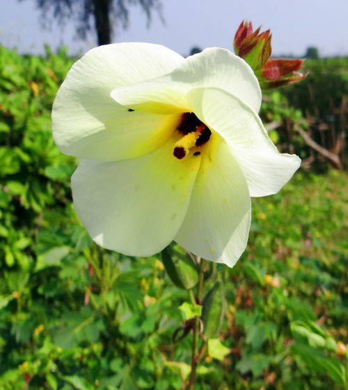 Laukinis Ladyfinger, Abelmoschus Manihot, Gėlė, Ankštiniai, Daržovių, Karnataka, Vakarų Gatas, Indija
