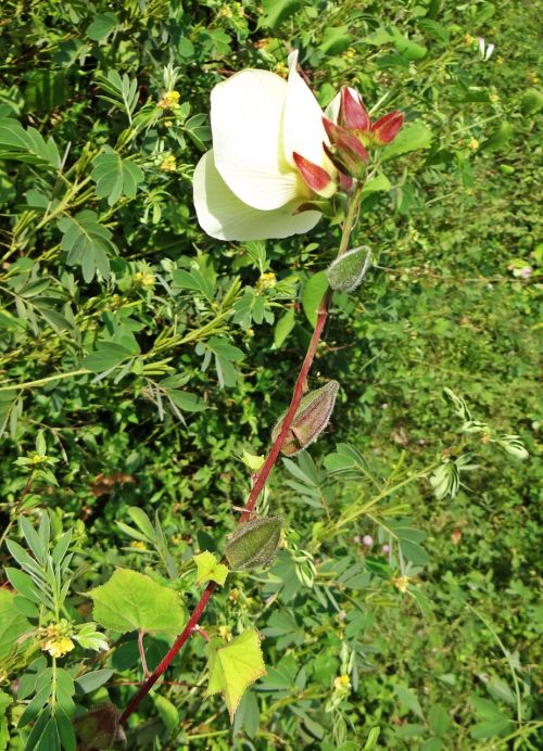 Laukinis Ladyfinger, Abelmoschus Manihot, Gėlė, Ankštiniai, Daržovių, Karnataka, Vakarų Gatas, Indija