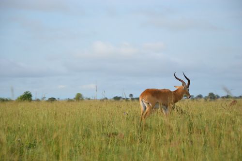 Laukinis Gyvenimas, Uganda, Buschbock