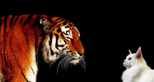 Laukinis Gyvenimas,  Katė,  Mammalia,  Animalia,  Tigras