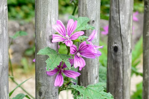 Laukinis Malvelas, Mallow, Violetinė, Gėlė, Žiedas, Žydėti, Laukinė Gėlė, Sodo Tvora, Violetinė