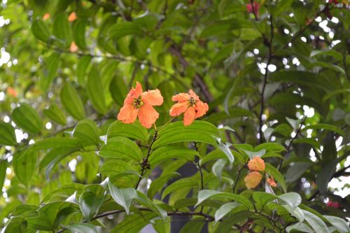 Gėlės,  Gėlė,  Oranžinė,  Oranžinės & Nbsp,  Gėlės,  Sri & Nbsp,  Lanka,  Gamta,  Ceilonas,  Mawanella,  Laukinės Oranžinės Gėlės