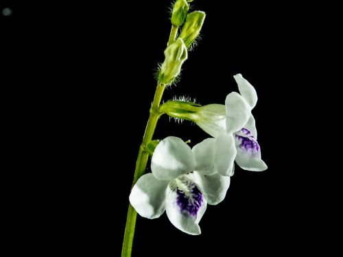 Laukinė Orchidėja, Žiedas, Žydėti, Gėlė, Balta Violetinė