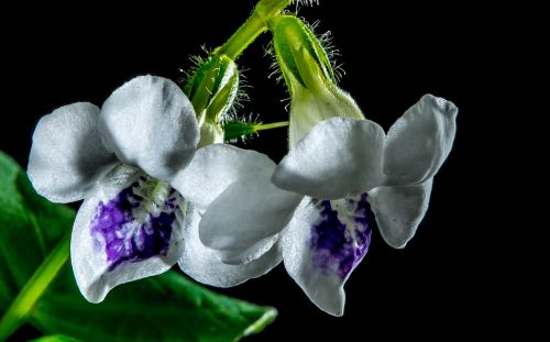 Laukinė Orchidėja, Žiedas, Žydėti, Gėlė, Balta Violetinė