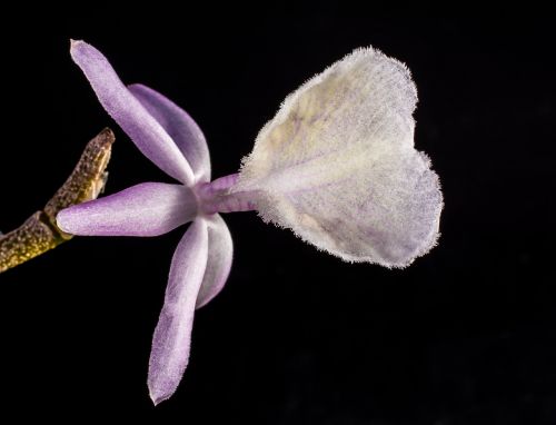 Laukinė Orchidėja, Orchidėja, Balta Violetinė, Žiedas, Žydėti, Gėlė