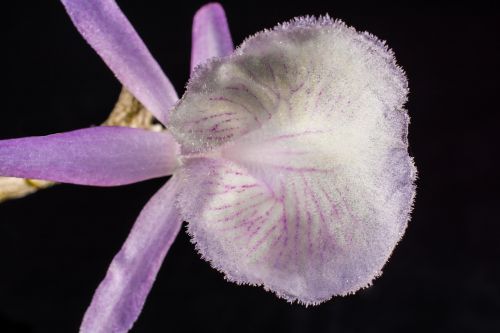 Laukinė Orchidėja, Orchidėja, Balta Violetinė, Žiedas, Žydėti, Gėlė