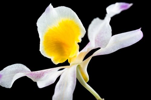 Laukinė Orchidėja, Orchidėja, Gėlė, Žiedas, Žydėti, Balta Raudona Violetinė