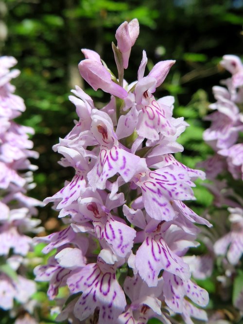Laukinių Orchidėjų,  Apsaugoti Gėlę,  Gamta