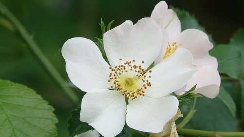 Laukinė Rožė,  Laukas,  Gamta