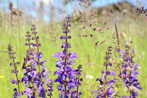 Laukinis Šalavijas, Šalavijas, Spalva, Violetinė, Augalas, Pavasaris, Aštraus Gėlė, Spalvinga, Žiedas, Žydėti, Violetinė, Aromatingas, Lamiaceae